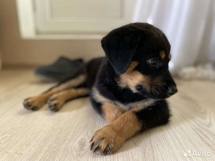 Собака в добрые руки щенок