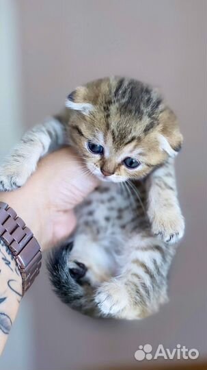 Шотландские котята