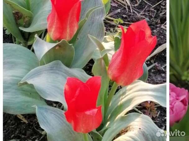 Луковицы тюльпанов