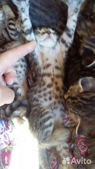 Бенгальская