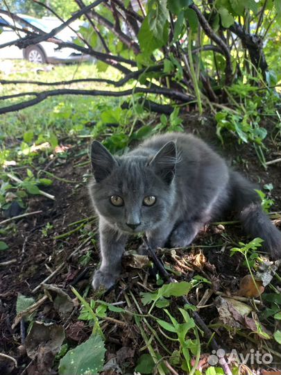 Кошечка в добрые руки