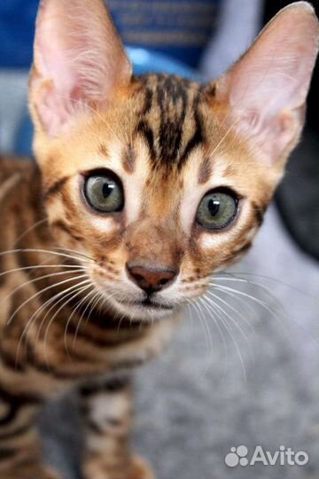 Бенгальские котята