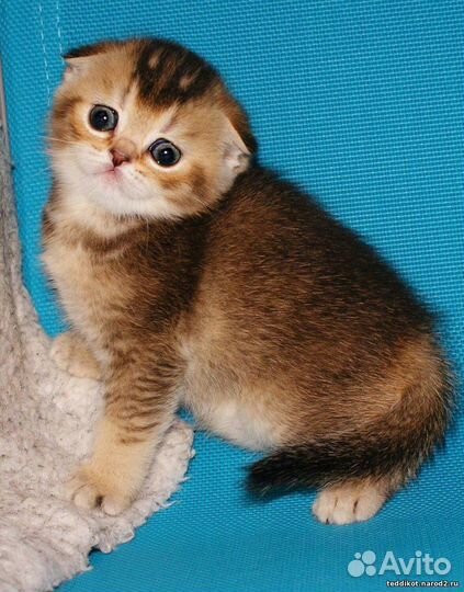 Клубные шотландские котята