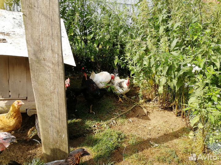 Индюки бронза