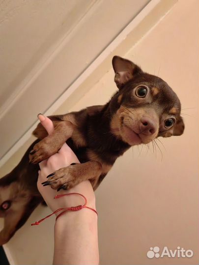 Русский той-терьер вязка