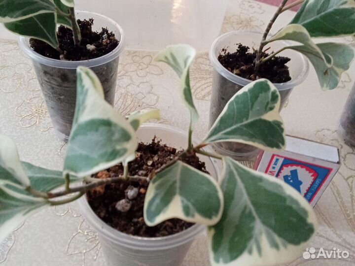 Фикус триангулярис вайт марджин