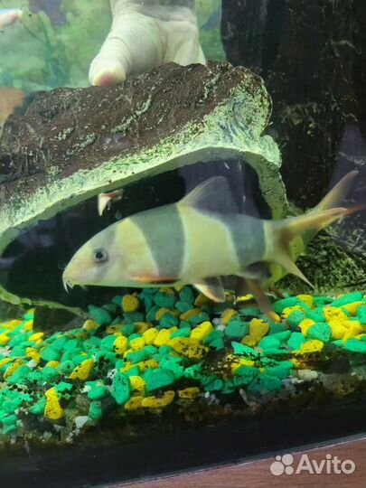 Аквариумные рыбки