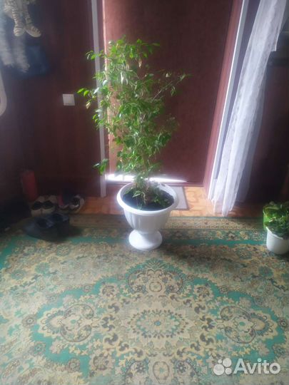 Фикус Бенджамина