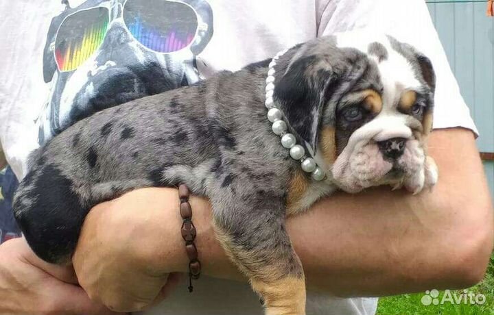 Девочка красавица мерле