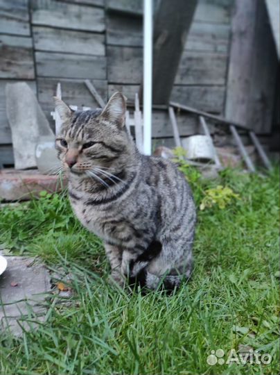 Отдадим кота в добрые руки