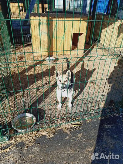 Собаки и щенки из приюта