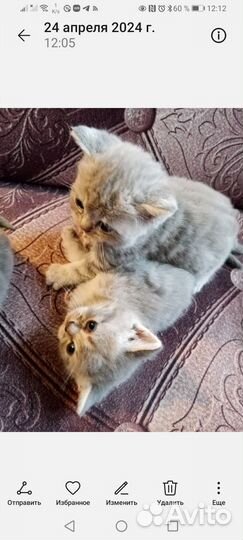Котята в добрые руки