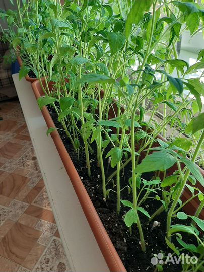 Продам домашнюю рассаду помидор (томатов)