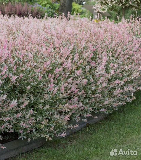 Ивы фламинго,хакуро нишики,пурпурная,матцудана