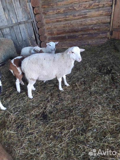 Бараны дорпер