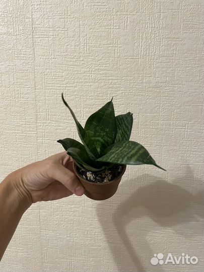 Сансевиерия ханни