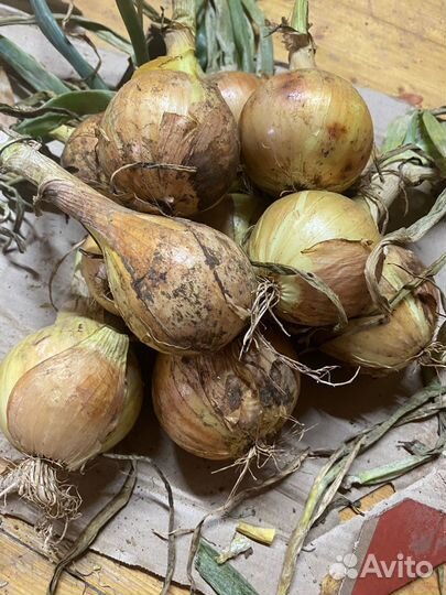 Лук эксибишен