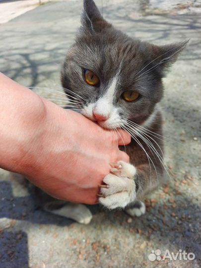 Котик ищет дом