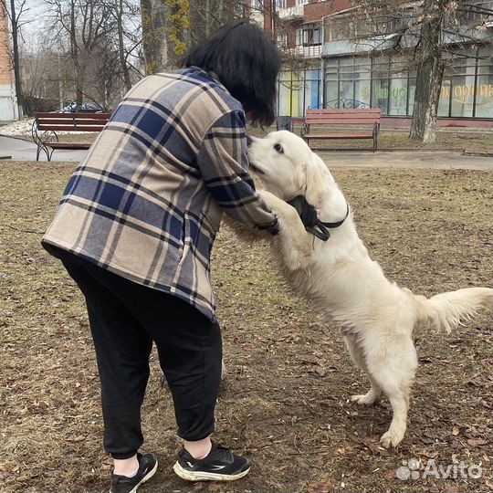 Выгул и передержка