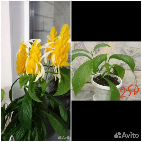 Комнатные растения