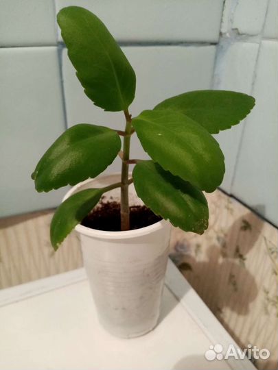 Каланхоэ перистое