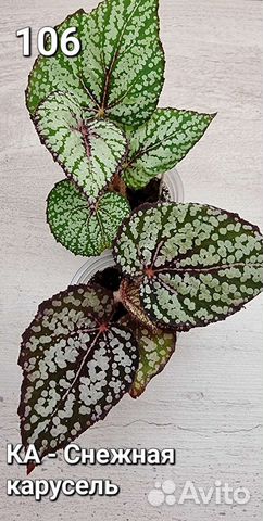 Бегония декоративно лиственная