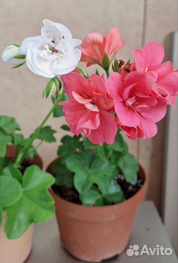 Пеларгония герань ампельная