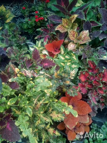 Колеусы вегетативные