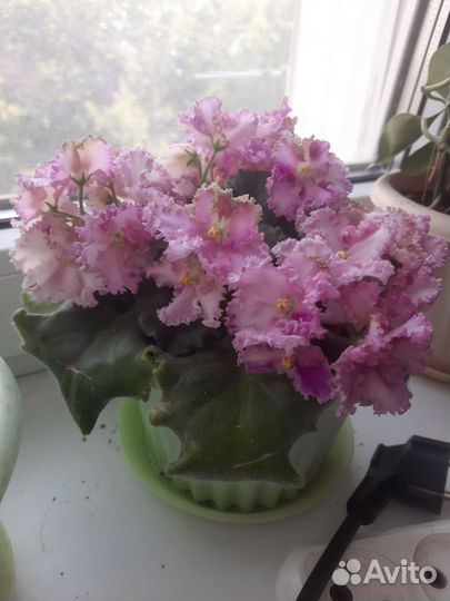 Фиалки (листы на срез)