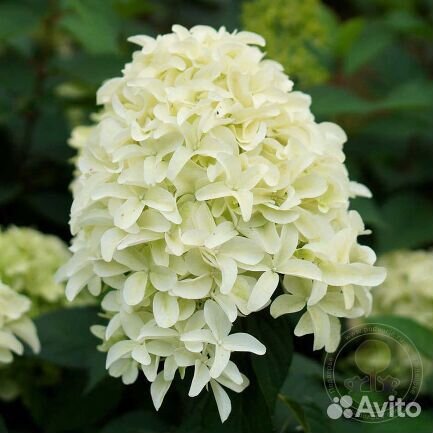 Гортензия Скайфолл, Роял Флауэр, Пинк энд Роуз