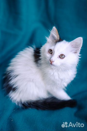 Котёнок из приюта