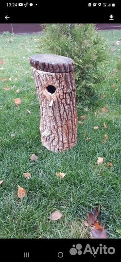 Белка, Бельчата