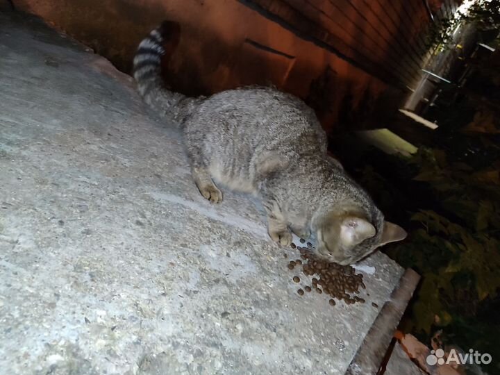 Кошка