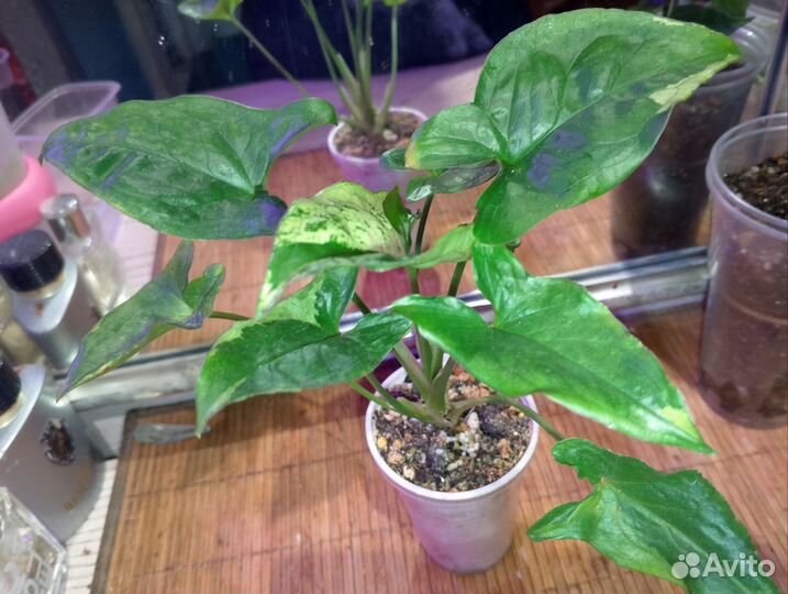 Комнатные растения 1