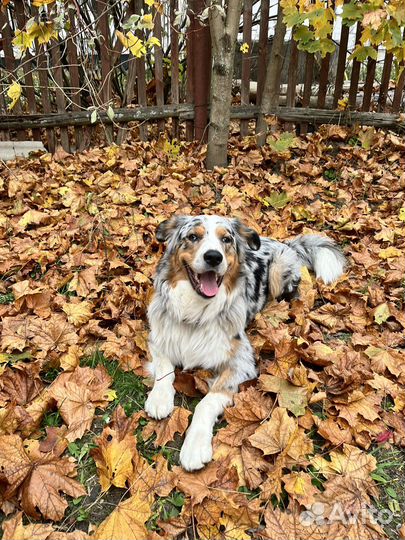 Вязка.Кабель австралийской овчарки (Аусси) 2 г