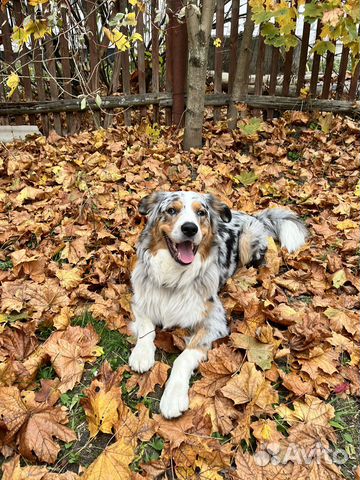 Вязка.Кабель австралийской овчарки (Аусси) 2 г