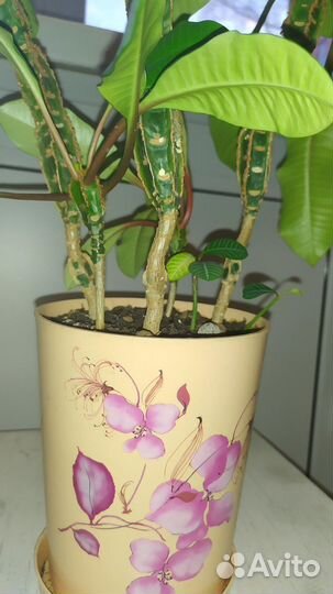 Комнатный цветок с горшком Молочай беложилковый