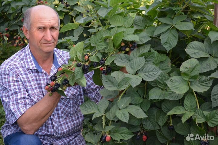 Саженцы ежевики