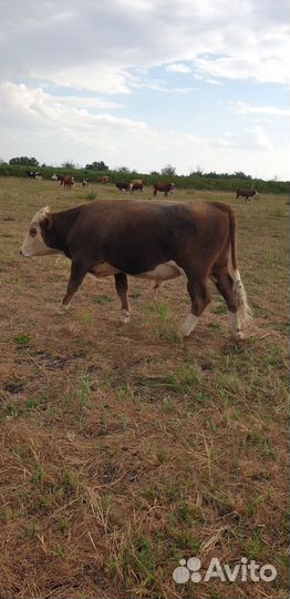Бык на племя