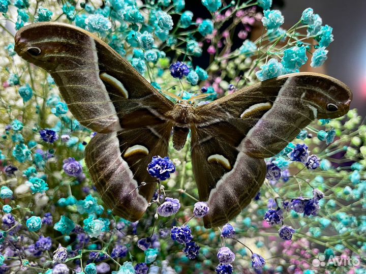 Живые бабочки и наборы для выращивания бабочек