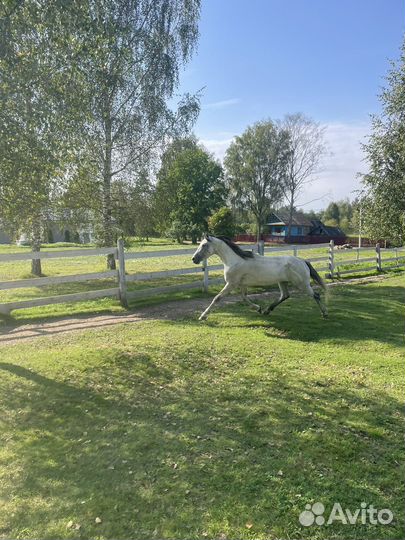 Продам лошадь