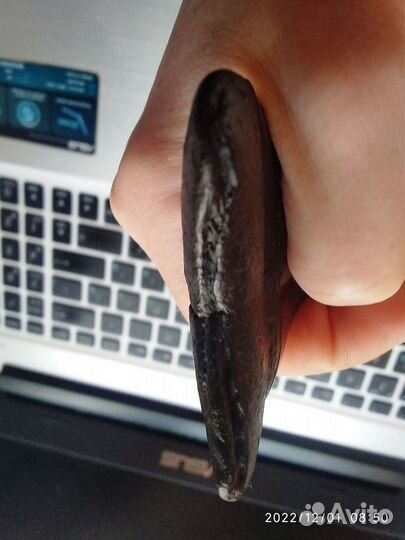 Зуб вымершей акулы - мегалодона (Otodus megalodon)