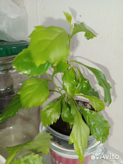 Дуранта фиолетовая