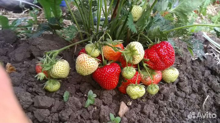 Рассада клубники. Клубника