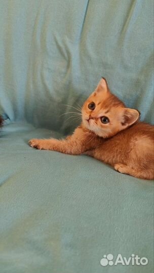 Шотландские котята