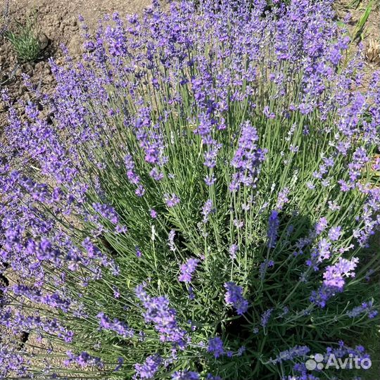 Лавандовая ферма