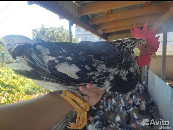 Инкубационное яйцо Леггорн далматинец