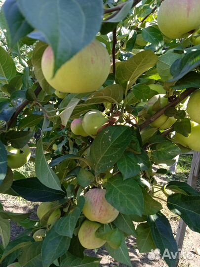 Слива свежая,яблочки,ронетка