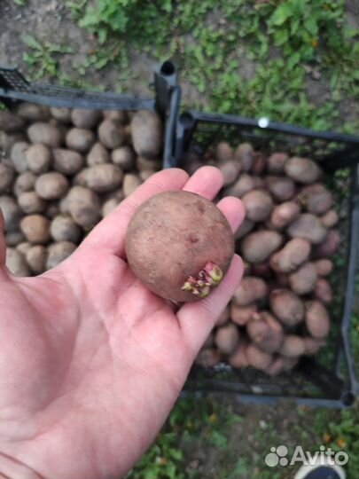 Семенной картофель