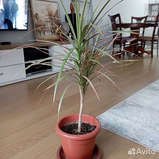 Пальма драцена